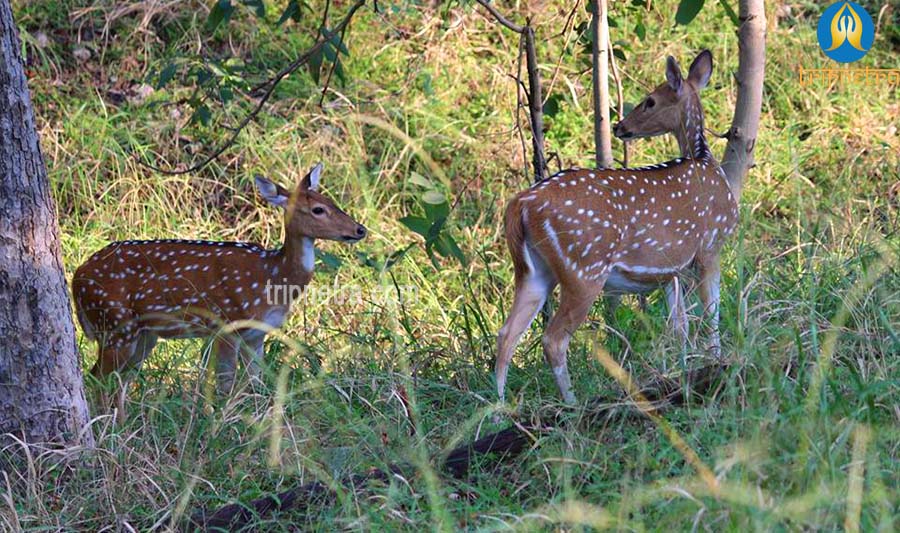 Pench National Park Online Booking