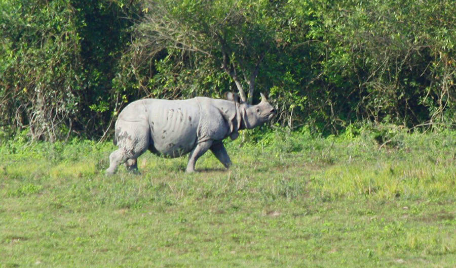 Kaziranga National Park Safari