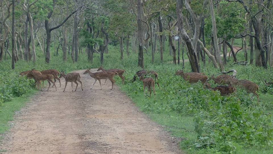 Bhagwan Mahavir Wildlife Sanctuary, Goa