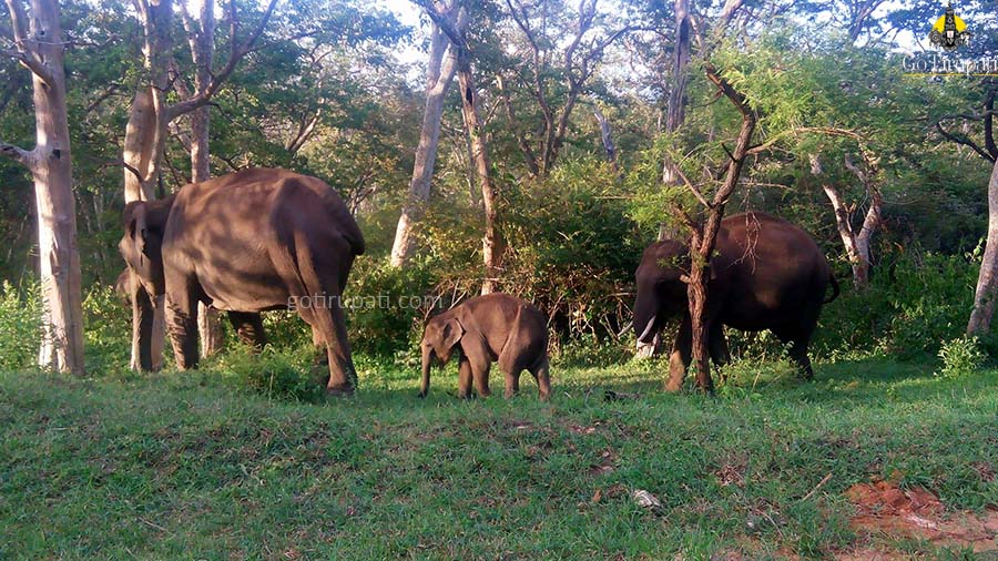 mudumalai forest safari charges