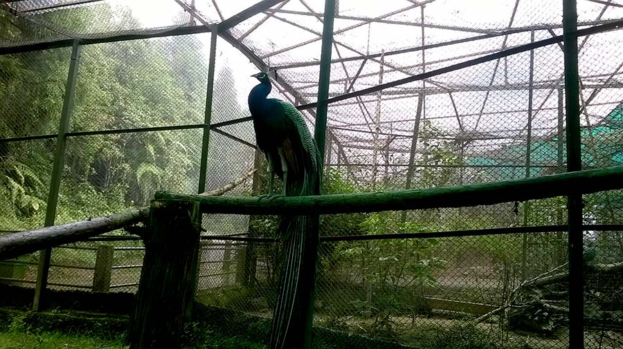 Padmaja Naidu Himalayan Zoological Park Darjeeling