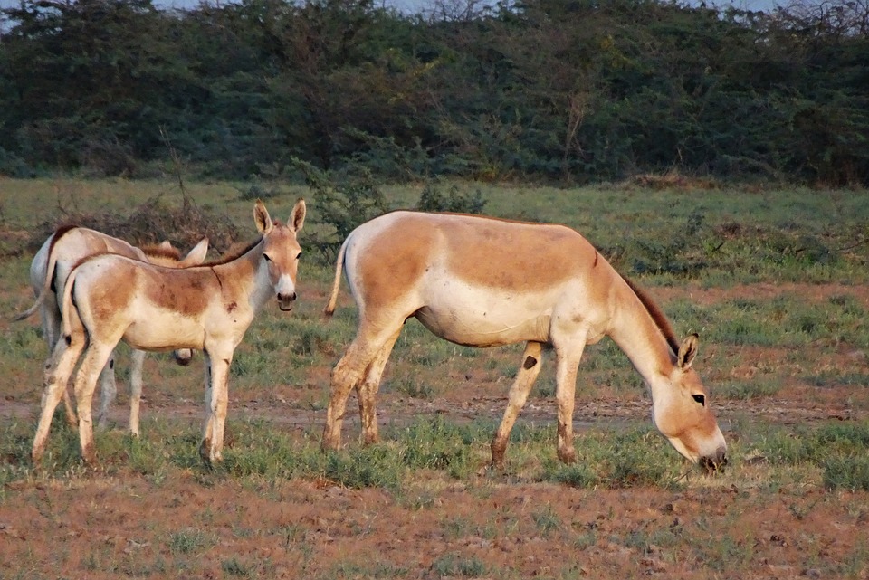 Kutch Indian Wild Ass Sanctuary Gujarat