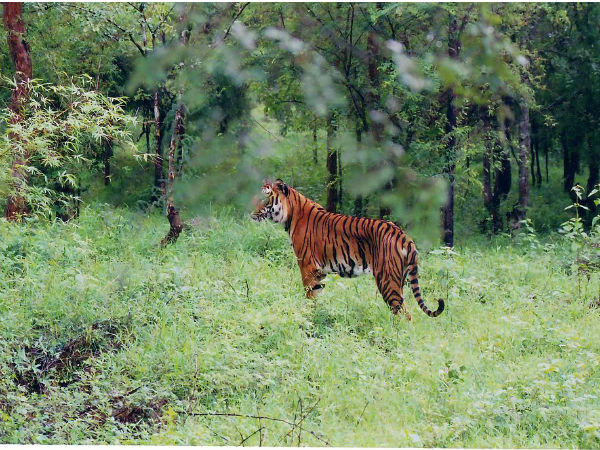 Kutch Narayan Sarovar Wildlife Sanctuary Gujarat