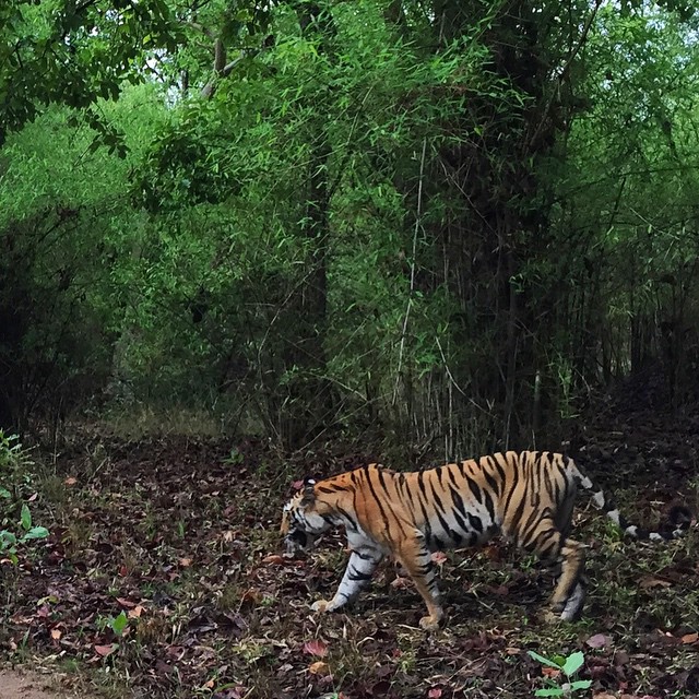 Sitanadi Wildlife Sanctuary Chhattisgarh