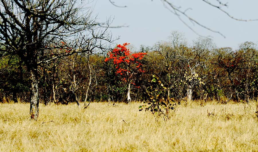 Tipeshwar Tiger Safari