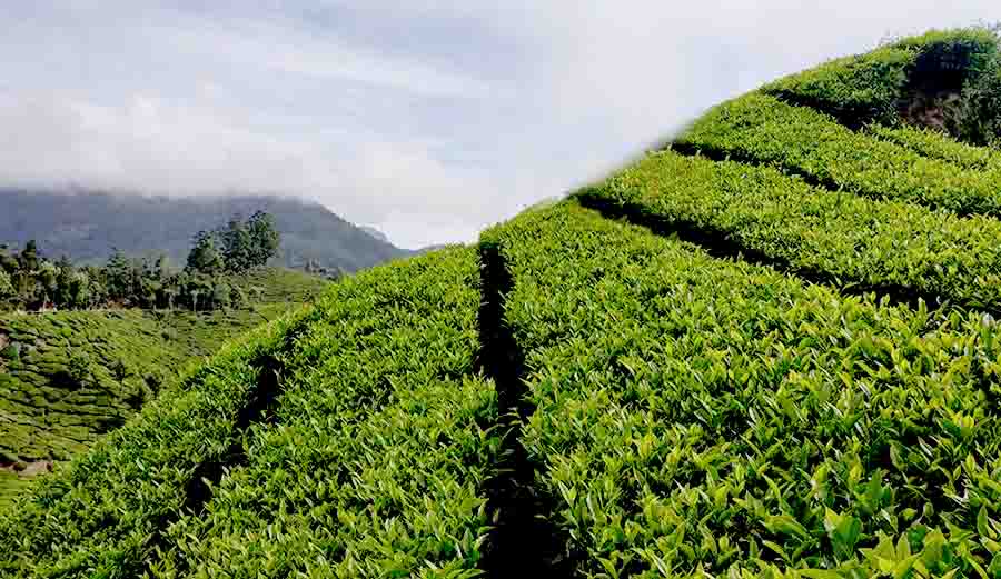 Munnar Echo Point