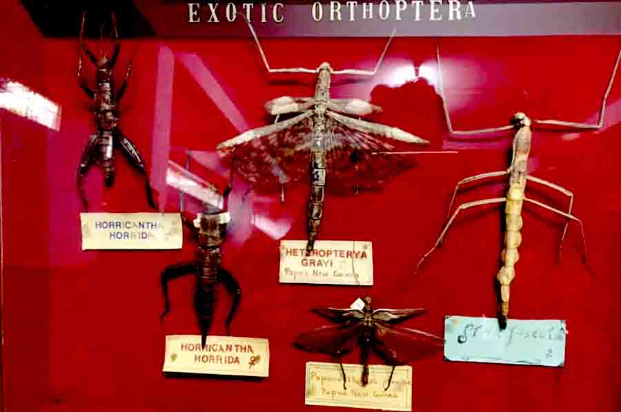 Wankhar entomology museum