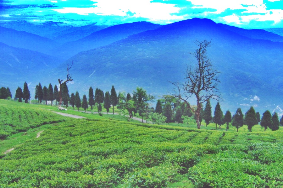 Temi Tea Garden one of the top places to Visit in Sikkim