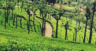 Bangalore to Ooty Tour Packages KSTDC