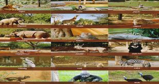 Mysore Zoo – Sri Chamarajendra Zoological Gardens
